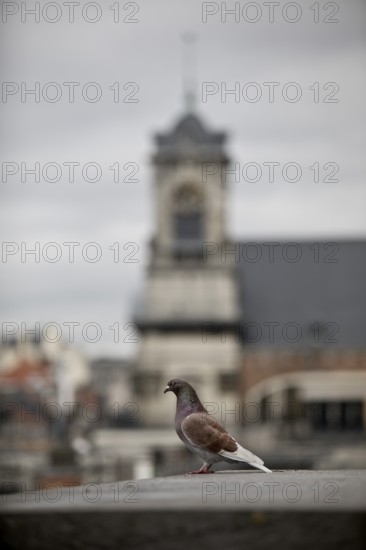 Pigeon (Columbidae) in the urban environment with the church tower of St John and St Stephen at the