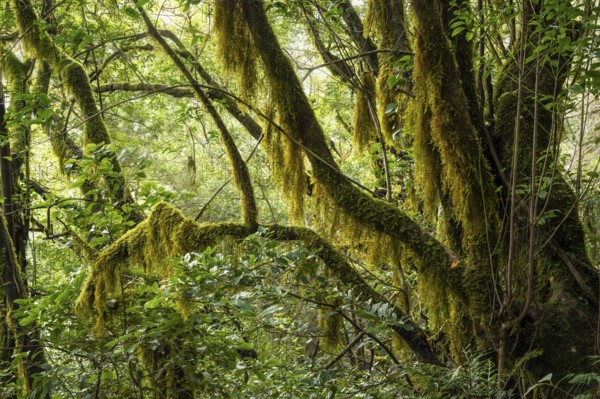 Trees with mosses and lichens in the laurel forest. Garajonay National Park, La Gomera, Canary