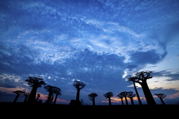 Baobabs (Adansonia) at sunset, Bemanonga, Menabe, Madagascar, Africa