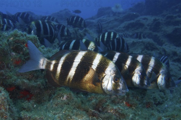 Group of striped fish, zebra bream (Diplodus cervinus cervinus), moving together over an overgrown