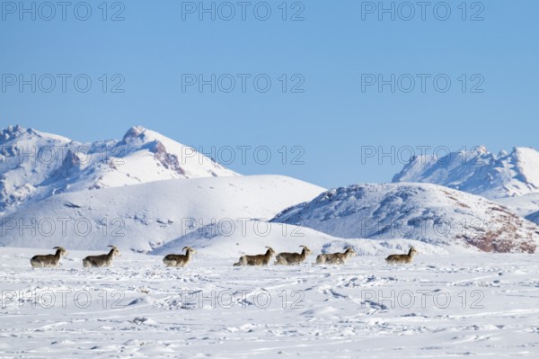 Marco Polo sheep (Ovis ammon polii) in snowy habitat, Pamir-Argali, Pamir wild sheep, Pamir