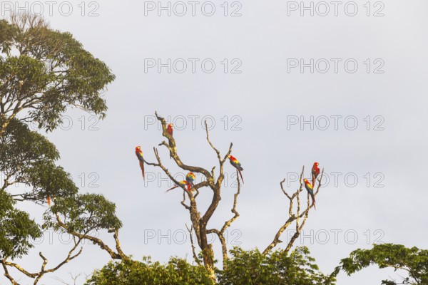 Group of scarlet macaws (Ara macao) perched on tree, parrots (Psittaciformes), Laguna del Lagarto