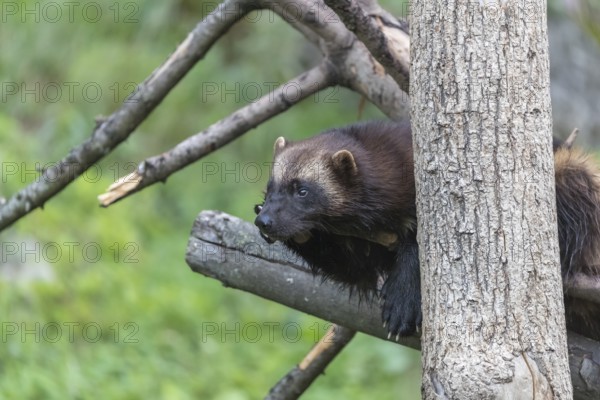 One wolverine, (Gulo gulo), resting on a fallen tree. Green vegetation in the background