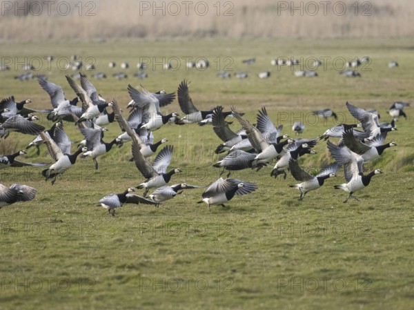 Barnacle Geese (Branta leucopsis), flock of adult birds on a field, taking off in flight, island of
