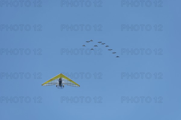 Microlight aircraft with birds, Canada goose (Branta canadensis) following a paramotor. Bas rhin