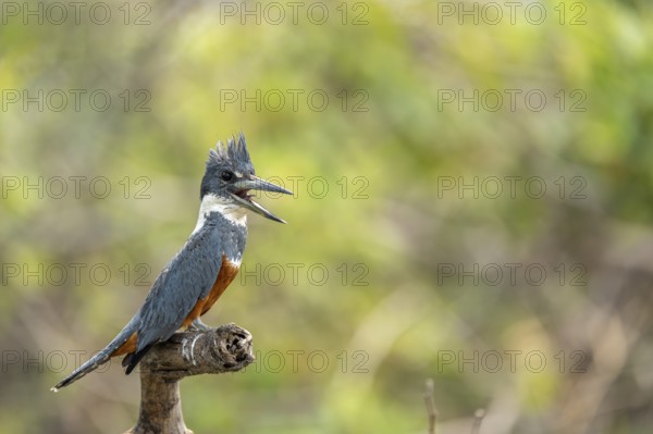 Red-breasted Kingfisher (Megaceryle torquata), with open beak, sitting on a branch, North Pantanal,