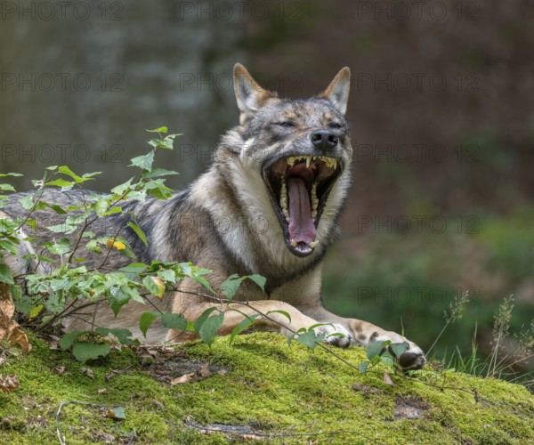 Wolf (Canis lupus) lying on a moss-covered rock and yawning, teeth visible captive, Bavarian Forest