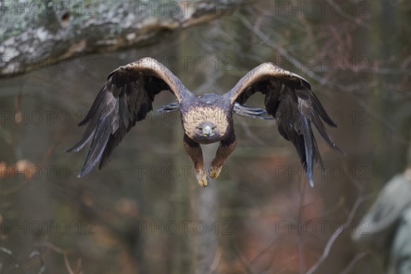 Golden eagle in flight (Aquila chrysaetos) Bavaria, Germany, Europe