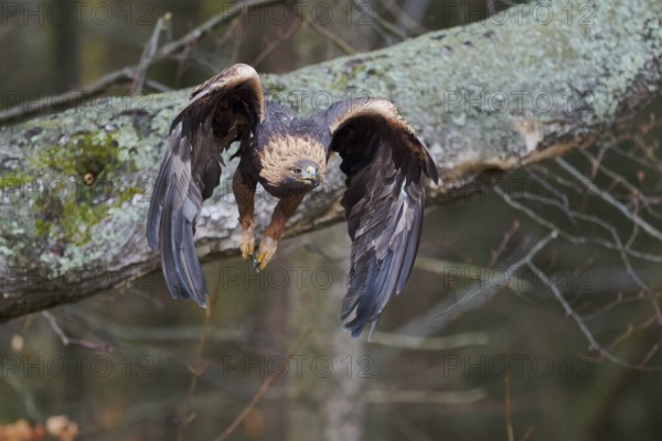 Golden eagle in flight (Aquila chrysaetos) Bavaria, Germany, Europe