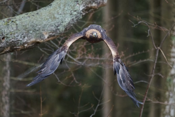 Golden eagle in flight (Aquila chrysaetos) Bavaria, Germany, Europe