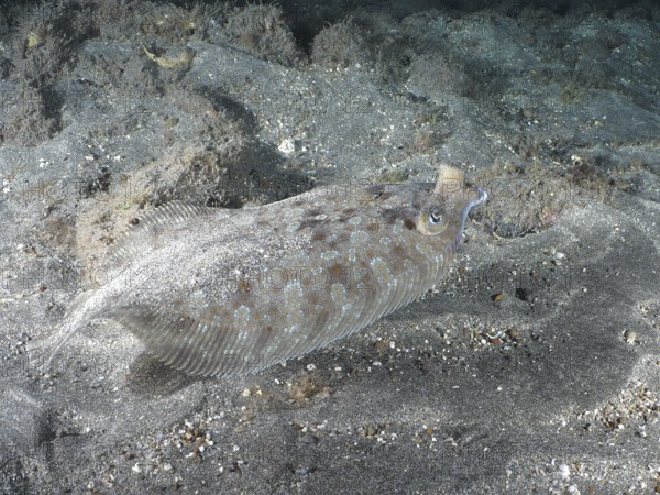 A well camouflaged wide-eyed turbot (Bothus podas maderensis) resting on the sandy seabed, Playa