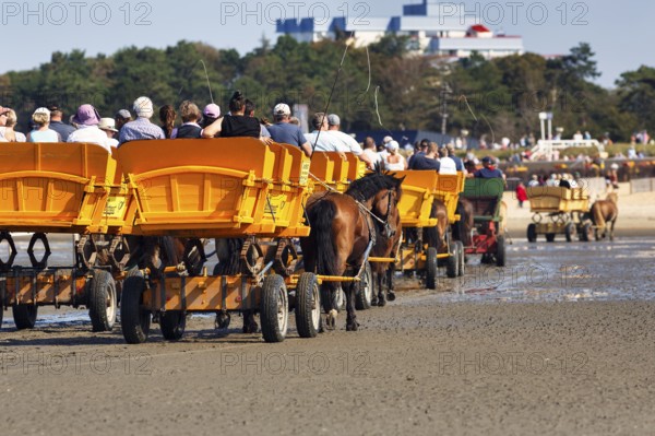 Horse-drawn carriages with a group of tourists at low tide on the way back from the island of