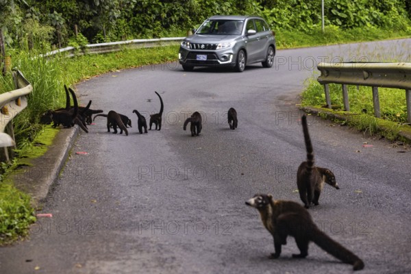 Group of coatis (Nasua narica) on the road in front of a car, Mammals (Mammalia), Costa Rica,