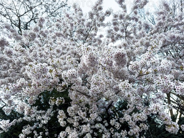 Cherry plum, myrobalan, myrobalan tree, cherry plum tree, Turkish plum (Prunus cerasifera)