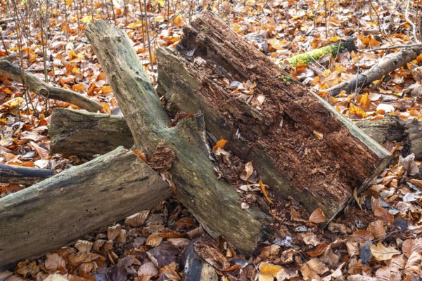 Dead trees and branches are full of life and contribute to biological diversity in nature. Ystad,