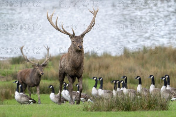 Red deer (Cervus elaphus) stags with big antlers walking on lake shore with geese during rut in