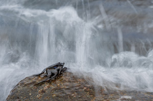 Crab (Brachyura), sitting on rocks, sea spray, La Gomera, Canary Islands, Spain, Europe