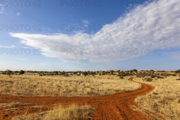 A sandy desert path winds its way through a dry landscape under a partly cloudy blue sky, Kalahari,
