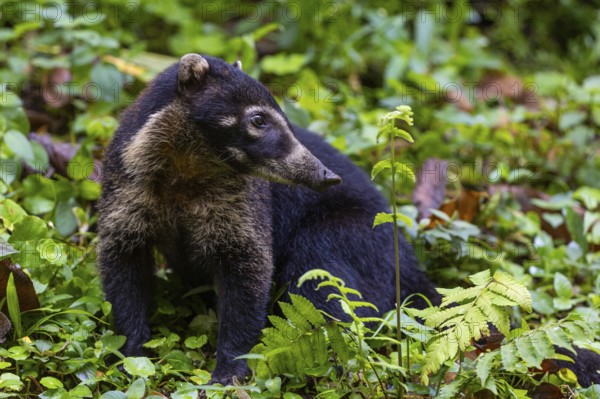 Coati (Nasua narica), Mammals (Mammalia), Alajuela, Costa Rica, Central America