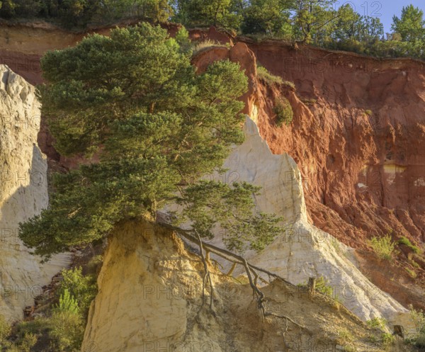 Single Aleppo pine (Pinus halepensis) and ochre rock Colorado de Rustrel, Rustrel, Département