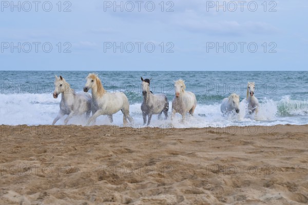 White Camargue horses galloping through the shallow sea water on a sandy beach under a cloudy sky,