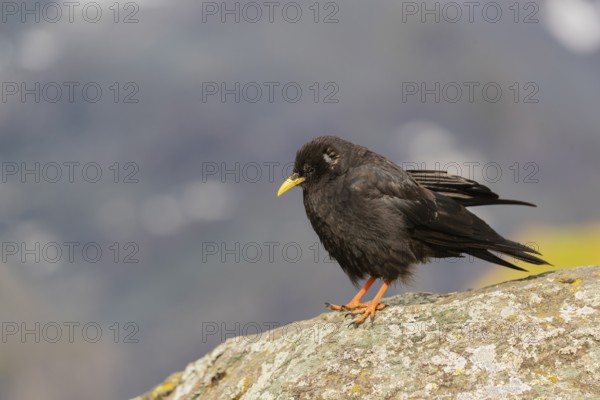 One young Alpine chough or yellow-billed chough (Pyrrhocorax graculus) stands on a rock in the