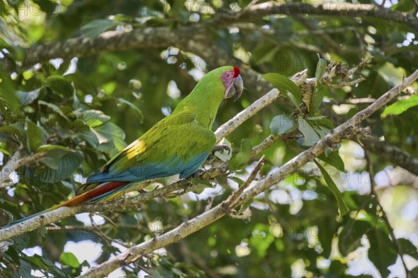 Great green macaw (Ara ambiguus) Costa Rica