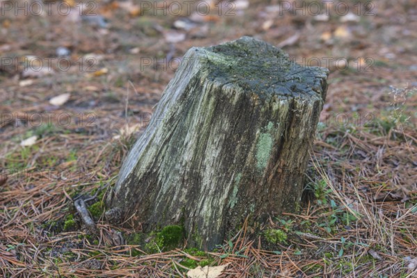 Dead trees and branches are full of life and contribute to biological diversity in nature. Ystad,