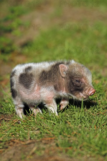 Pot-bellied pig (Sus scrofa domesticus), young animal