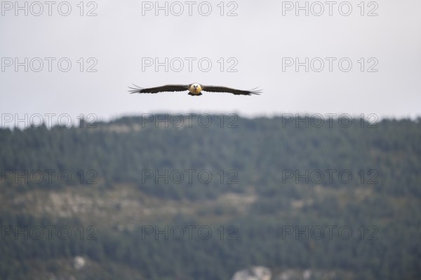 Bearded Vulture (Gypaetus barbatus) adult bird in flight with mountains in the backround, Pyrenees,