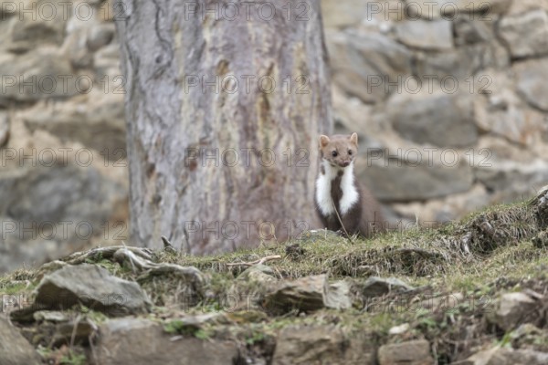 One beech marten running between the stones of a ruin of an ancient castle looking for food