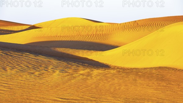 Wind-sculpted curved sand dunes in the Rub al Khali desert, Dhofar province, Arabian Peninsula,