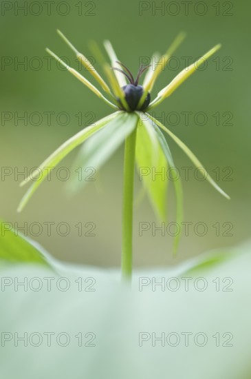 Herb Paris (Paris quadrifolia), Emsland, Lower Saxony, Germany, Europe