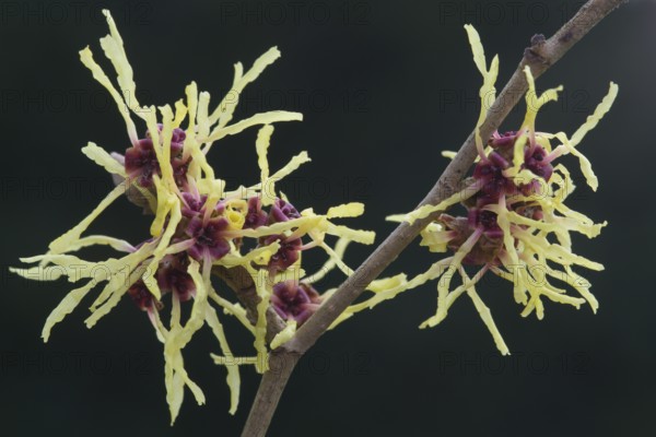 Witch hazel (Hamamelis mollis Pallida), Emsland, Lower Saxony, Germany, Europe