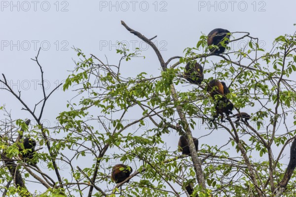 Howler monkeys (Alouatta), primates (Anthropoidea), Sierpe, Puentarenas, Costa Rica, Central