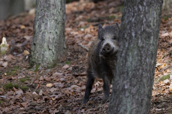 Wild boar (Sus scrofa), overrunner, Daun, Germany, Europe