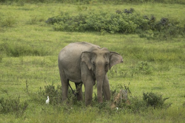 Indian elephants (Elephas maximus indicus), Khiri Khan, Hua Hin, Kui Buri National Park, Thailand,