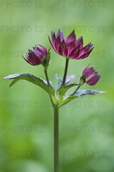 Starry umbel (Astrantia major Rubra), Emsland, Lower Saxony, Germany, Europe