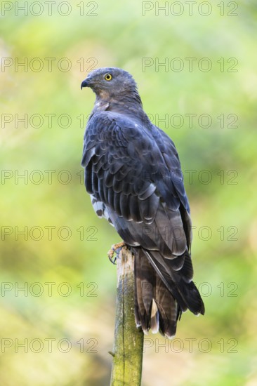 European Honey Buzzard (Pernis apivorus), adult male perched on a pole, Bavarian Forest, Bavaria,