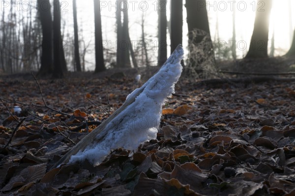 Ice crystals on the dead wood of a branch, North Rhine-Westphalia, Germany, Europe