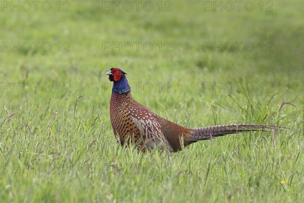 Pheasant, hunting pheasant (Phasianus colchicus), adult male bird in a meadow, wildlife, Lembruch,