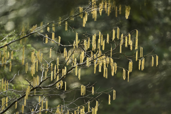 Flower catkins from the hazelnut bush (Corylus avellana)