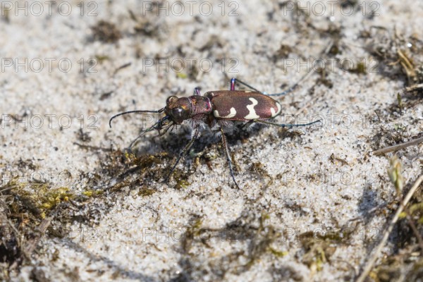 Northern Dune Tiger Beetle (Cicindela hybrida), adult on a sandy track, Texel, Holland
