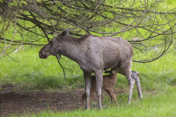 Moose (Alces alces) cow suckling her 10 days old calf under a tree with green grass around