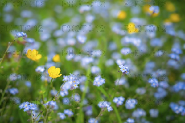 Yellow buttercups (Ranunculus acris) and wild blue-flowering forget-me-nots (Myosotis) in a meadow.