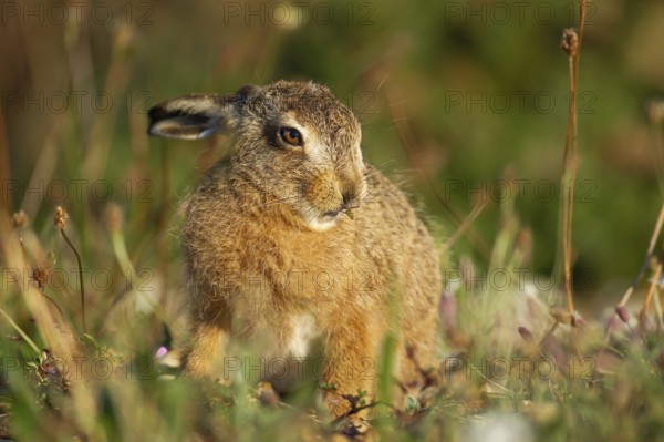 European brown hare (Lepus europaeus) juvenile baby leveret animal feeding in grassland in summer,