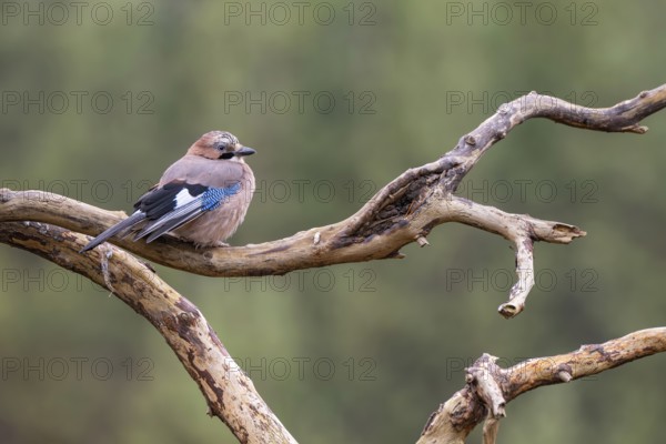 Eurasian jay (Garrulus glandarius), sitting on a branch, Terfens, Tyrol, Austria, Europe