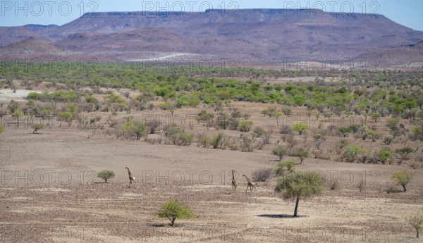 Three Angola giraffes (Giraffa giraffa angolensis) in dry desert landscape with table mountains,