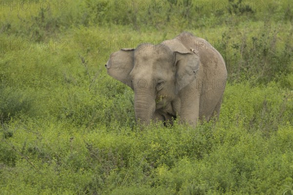 Indian elephants (Elephas maximus indicus), Khiri Khan, Hua Hin, Kui Buri National Park, Thailand,