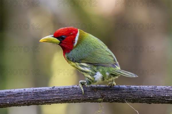 Red-headed barbet (Eubucco bourcierii), male, Mindo Forest Reserve, Mindo, Ecuador, South America